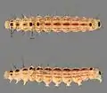 Larva: dorsal and ventral view