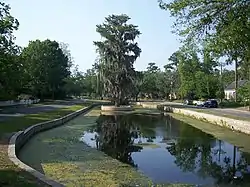 A duck pond in Gainesville, Florida