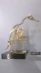 Skeleton