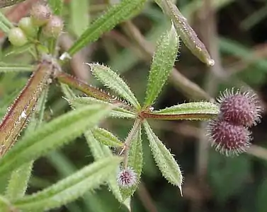 Galium aparine close-up