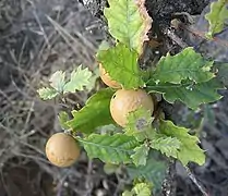 Oak apples on an oak tree