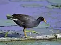 Common moorhen