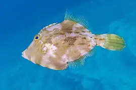 Gallito (Stephanolepis hispidus), franja marina Teno-Rasca, Tenerife, España, 2022-01-06, DD 16