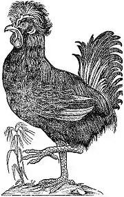 old engraving of a cock with a crest of feathers