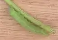 Caterpillar on carrot (Daucus carota) stem