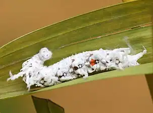 Giant redeye caterpillar in its later instar
