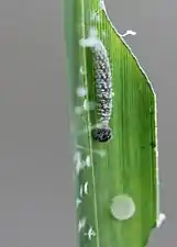 Giant redeye second instar caterpillar