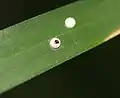 Giant redeye caterpillar emerging from its egg