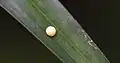 Egg of the giant redeye butterfly