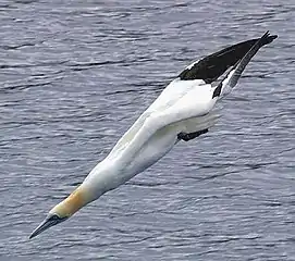 Gannets plunge dive from above to catch forage fish
