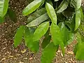 Garcinia kola leaves, Limbe Botanical Gardens