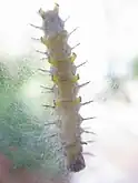 Ventral view: pupating on glass, showing details of its crochets which grip the silk mat