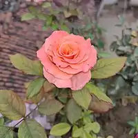 Light orange coloured Rose