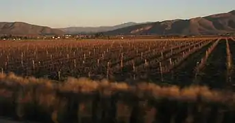 A vineyard on the Garden Route in winter