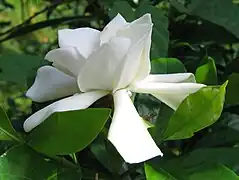 Gardenia - Gardenia jasminoides