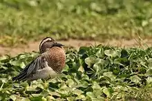 Garganey