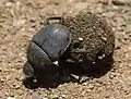 Garreta unicolor rolling a ball of rhinoceros dung in Ithala Game Reserve