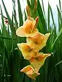 Gladiolus × hortulanus