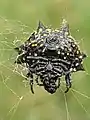 Ventral view, in North Carolina