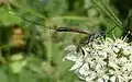 Ichneumon wasp, Gasteruption jaculator, nectaring on hogweed