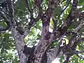 Gastonia mauritiana ("Bois boeuf") forming part of the forest canopy