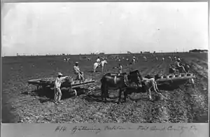 Harvesting potatoes in Fort Bend County, Tx