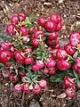 Gaultheria mucronata 'Bell's Seedling'