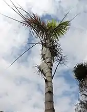 palm tree