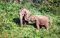 Indian elephants near Gavi