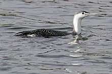 A grey and white bird swims in water.