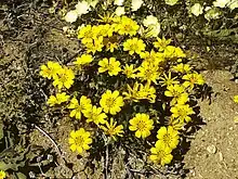 Gazania lichtensteinii Goegap N.R., Namaqualand, Northern Cape, South Africa