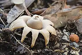 A light gray-brown flattened sacs with pointy "beaks" on top. The sac is resting on thick, rough-surfaced fleshy rays that curl downwards and raise the sac above the ground. On the ground are pieces of decaying wood, twigs and leaves.