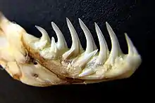 Venom Grooves and position of the exchange teeth