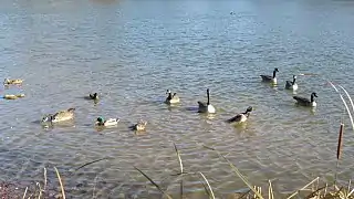 Mallards and Canada geese in Sheridan Park pond