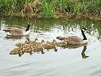 Geese and goslings in an English canal, showing formation