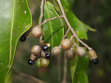 Fruit