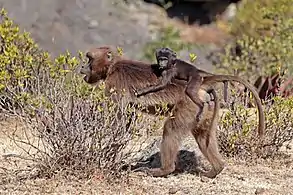 Female with baby on her back