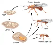 drawing of ant life cycle.