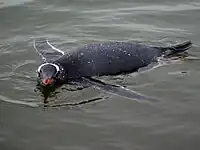 A gentoo penguin swimming