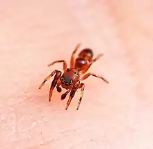 Genus Synageles ant mimic jumping spider