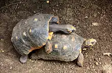 Two mating red-footed tortoises, male perched on the carapace of the female, clasping at the sides, head arched over her