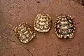 Three baby leopard tortoises