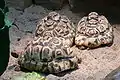 Three adult leopard tortoises