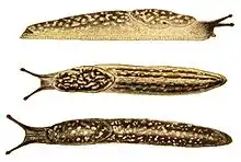 Three yellow and brown spotted slugs with faint dark bands and dark tentacles. Top drawing shows right side of slug, which is facing right, the other two show slugs that are facing left. Second one shows view from above with 4 long bands, third shows a larger darker slug with only two long bands.