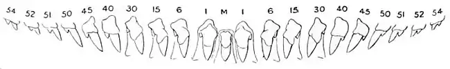 A complete row of 21 teeth or denticles, increasing in size towards the middle but with a small central tooth. The teeth are labelled with numbers or letters according to a conventional system of radula labelling.