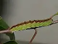 Caterpillar Moscow Oblast