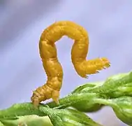 Geometrid Moths (Geometridae) "inchworm" caterpillar