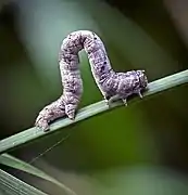 Geometrid Moths (Geometridae) "inchworm" caterpillar