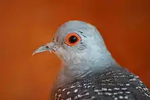 Close-up of a captive bird