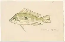 An 1865 watercolor painting of geophagus altifrons from Manaus by Jacques Burkhardt.